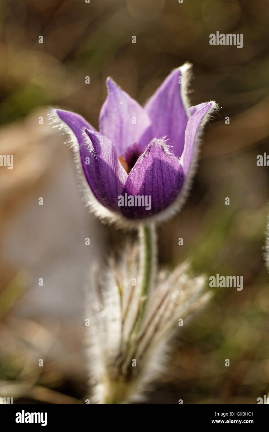Beautiful purple flower at spring in the meadow Stock Photo - Alamy