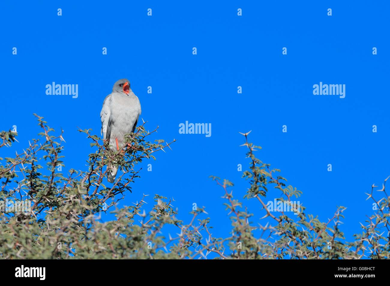 Pale chanting goshawk (melierax canorus), perched on top of a tree, beak wide open, Kgalagadi Transfrontier Park, South Africa Stock Photo