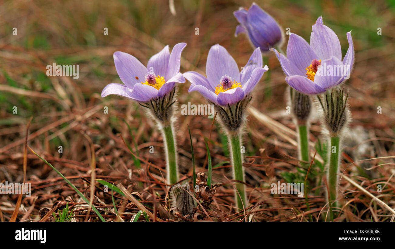Beautiful purple flower at spring in the meadow Stock Photo - Alamy