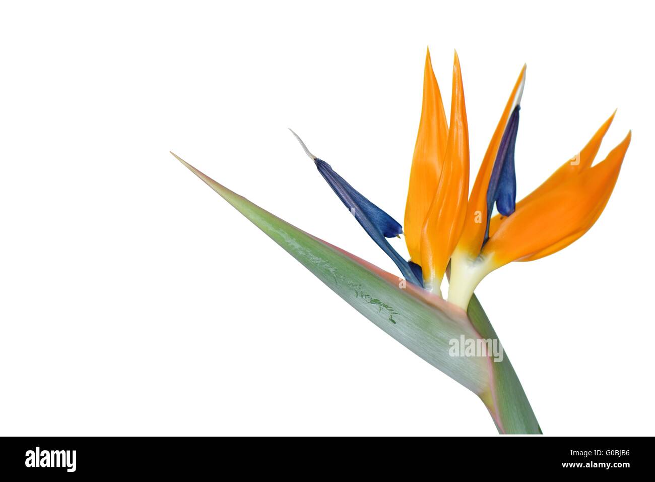 bird of paradise flower Stock Photo