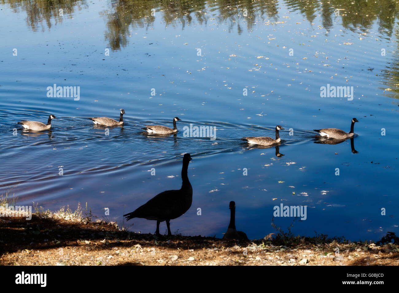 Canadian Geese Swimming And Standing On Shore Stock Photo