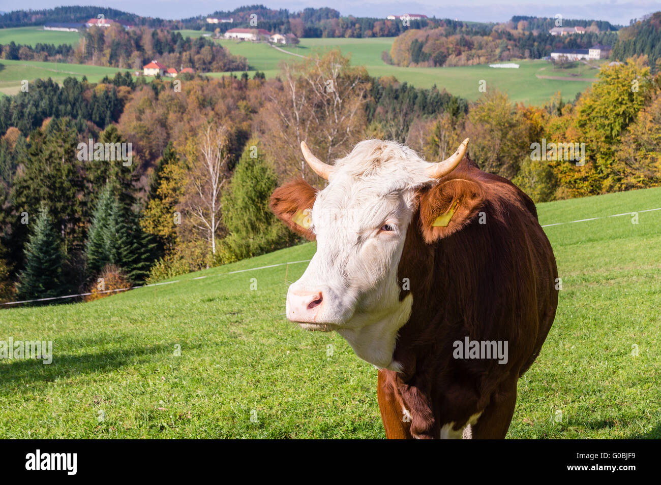 Cow on Muehlviertler pasture Stock Photo