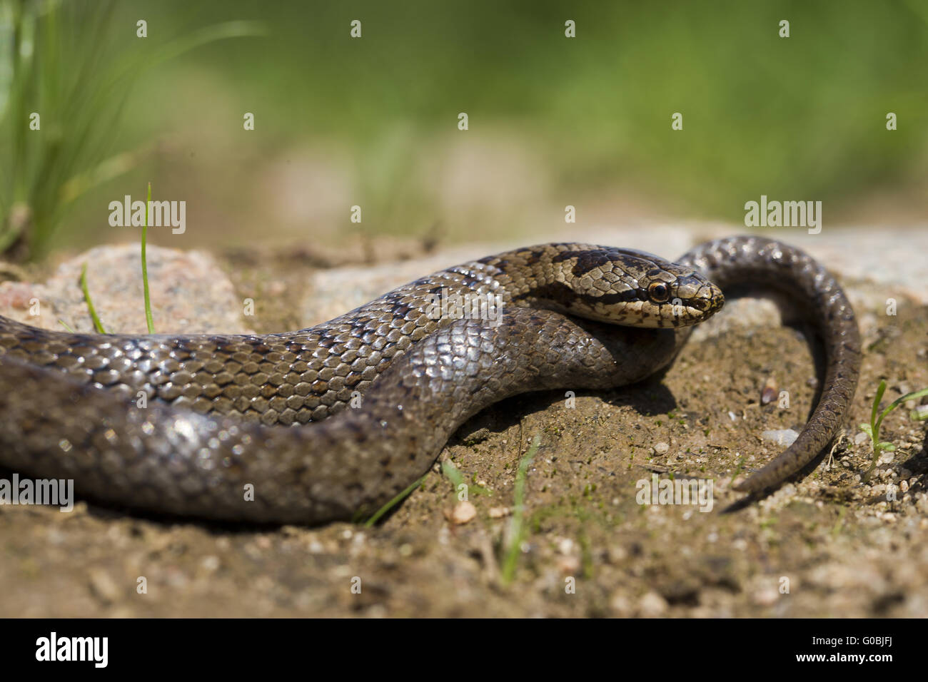 smooth snake side view Stock Photo - Alamy