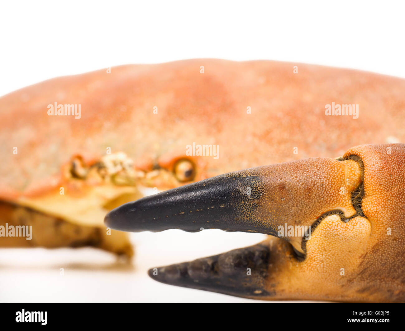 Extreme closeup of a crab claw Stock Photo - Alamy