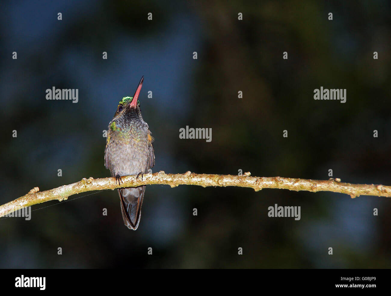 Hummingbird on a Branch Stock Photo