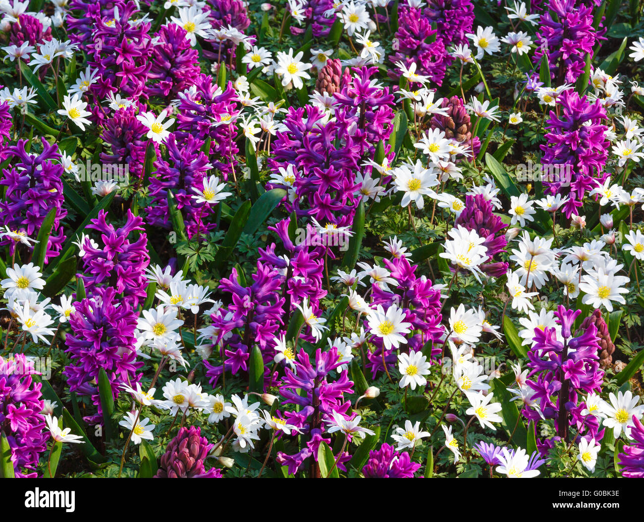 Spring purple hyacinths and white flowers (closeup Stock Photo - Alamy