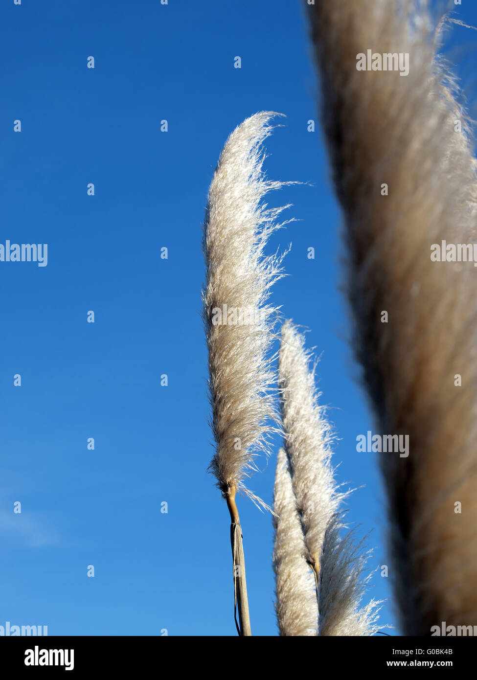 Vertical "cat tails" plants against horizontal blue sky Stock Photo Alamy