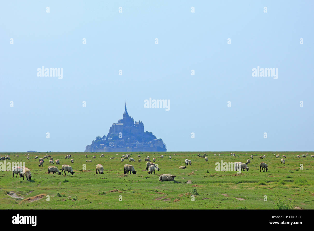 Sheep in front of the Mont-Saint-Michel, France Stock Photo