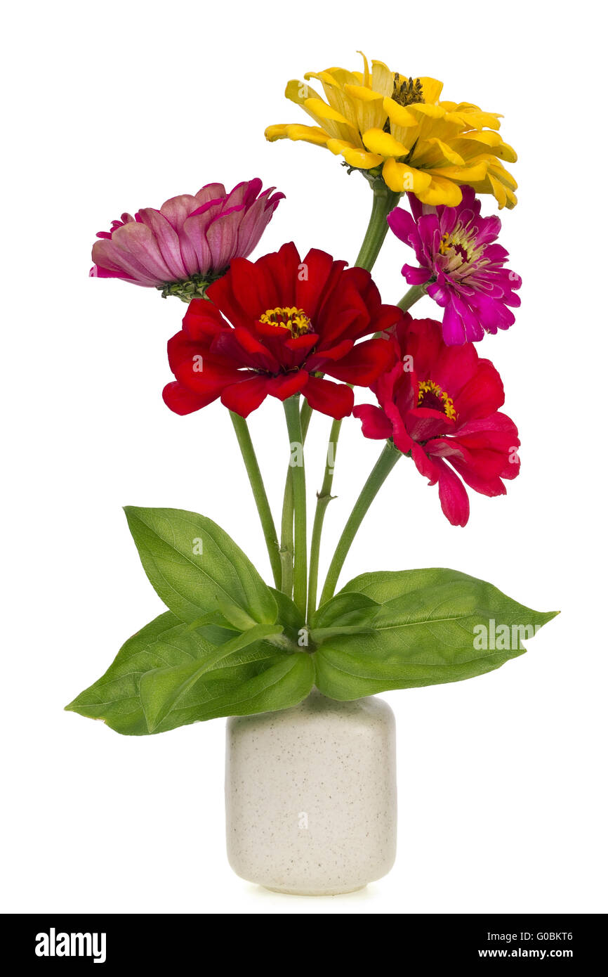 Minimalistic  bouquet  - mini zinnia  flowers Stock Photo