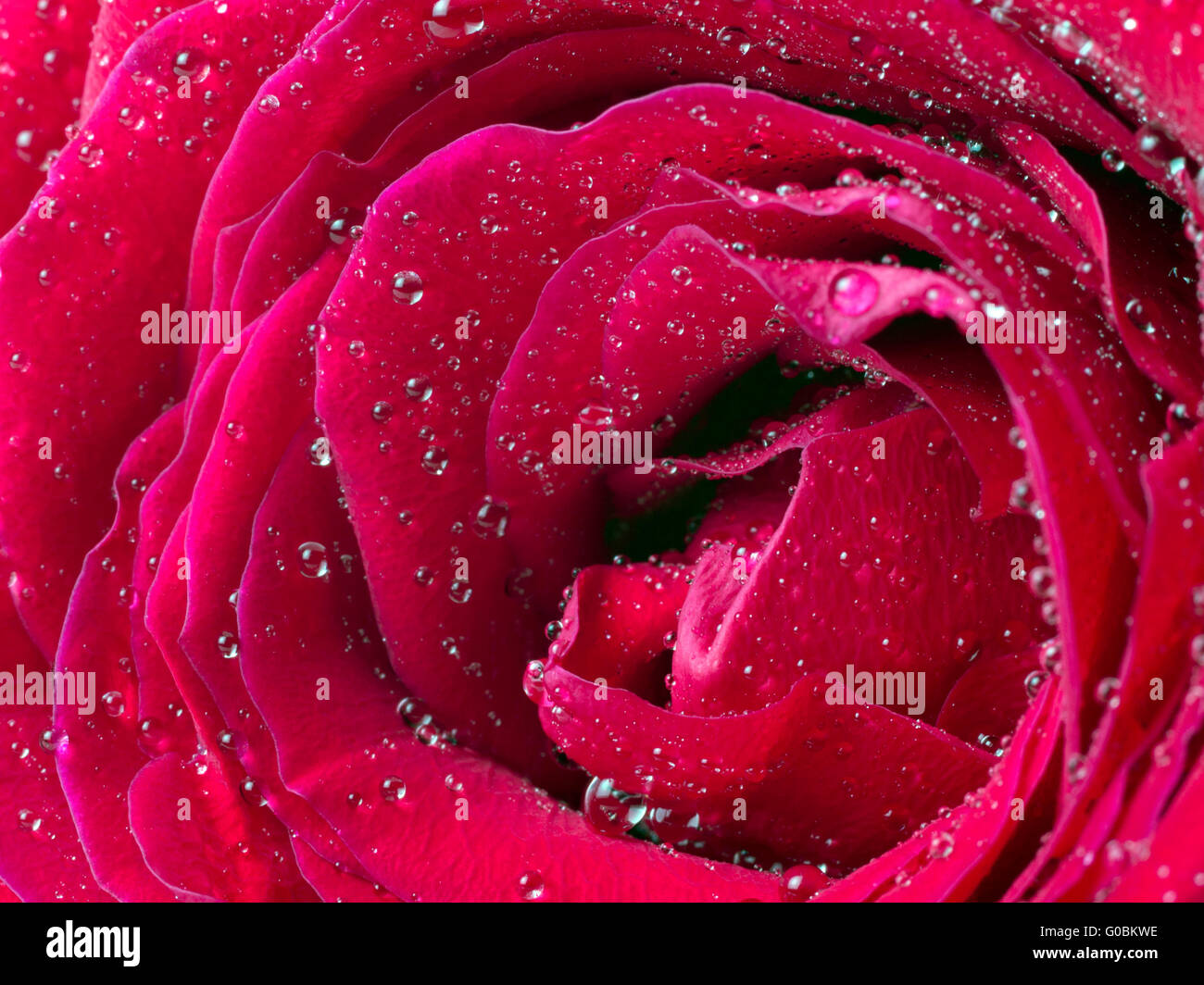 red rose petals closeup with water drops Stock Photo - Alamy
