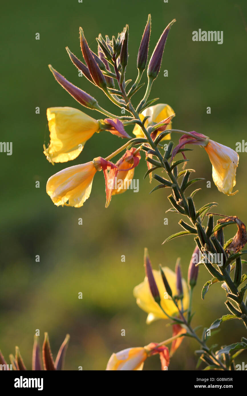 common evening-primrose, evening star, sun drop Stock Photo
