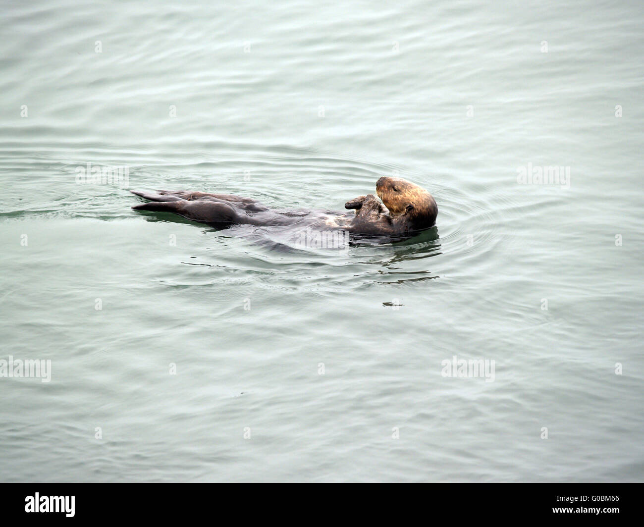 Wild sea otter in bay floating on back Stock Photo - Alamy