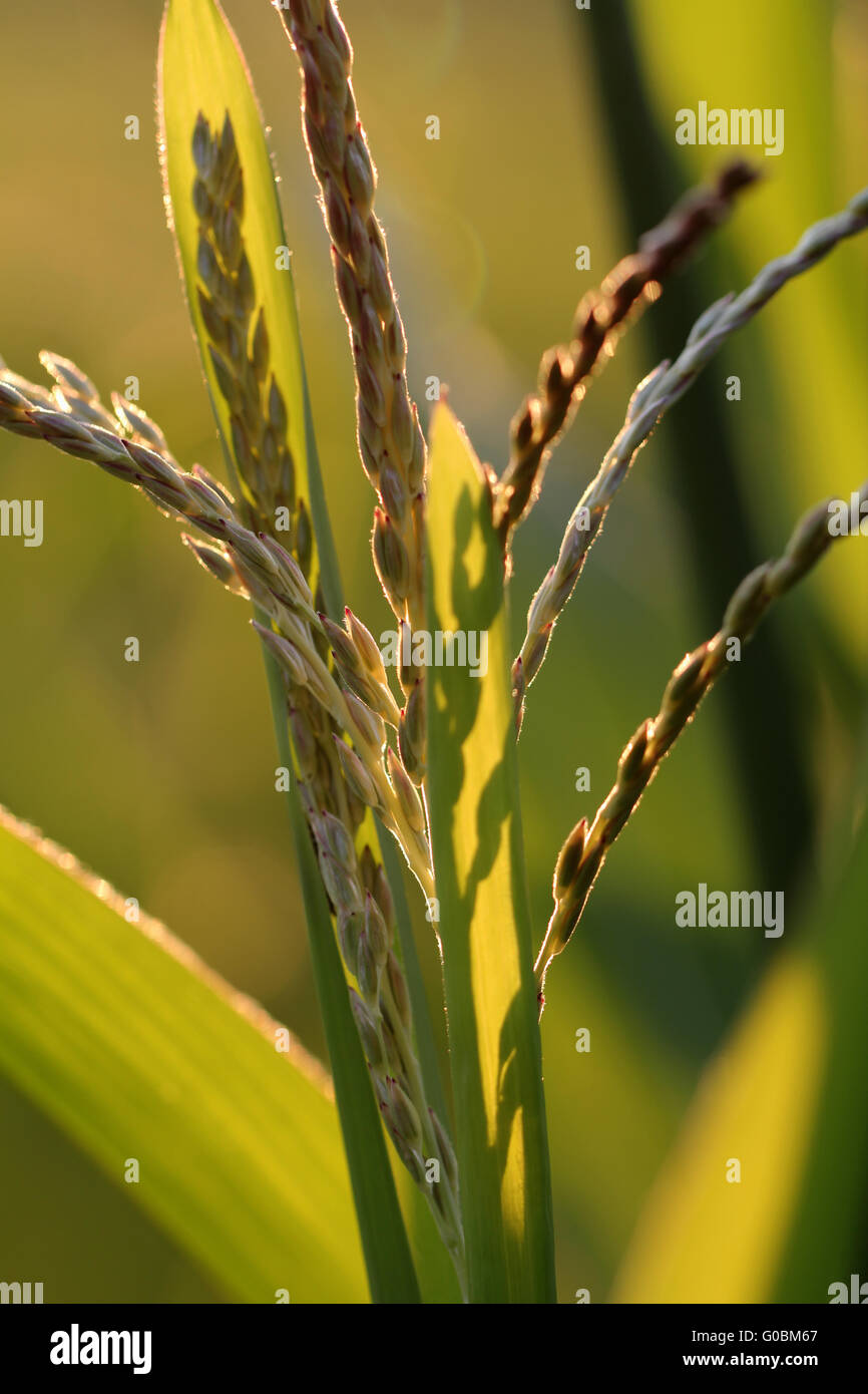 Tassel Zea Mays, inflorescence of male flowers Stock Photo Alamy