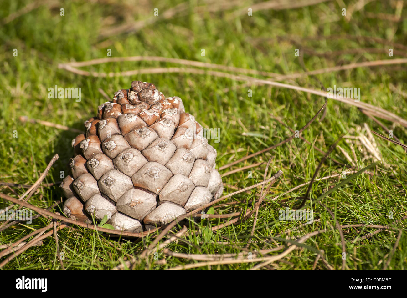 Pine cone and needles on fall green grass meadow Stock Photo - Alamy