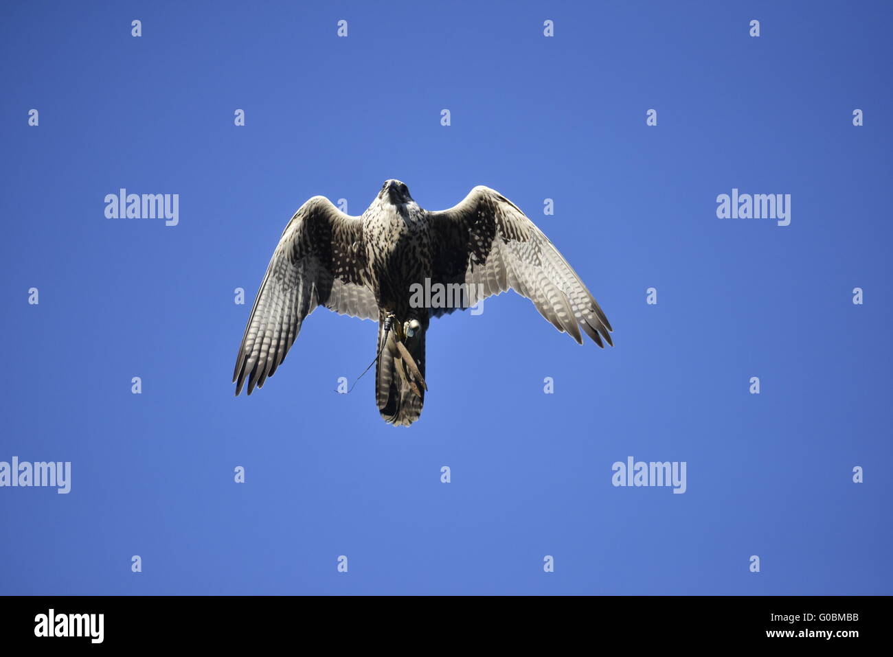 Peregrine falcon (Falco peregrinus) Stock Photo