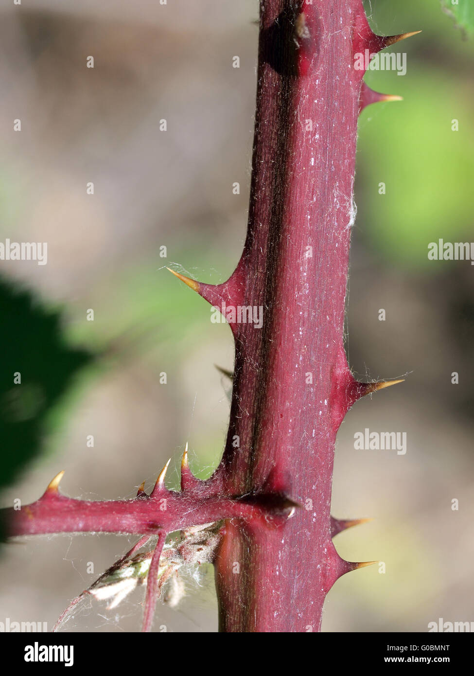 Thorns Bush Stock Photos & Thorns Bush Stock Images Alamy