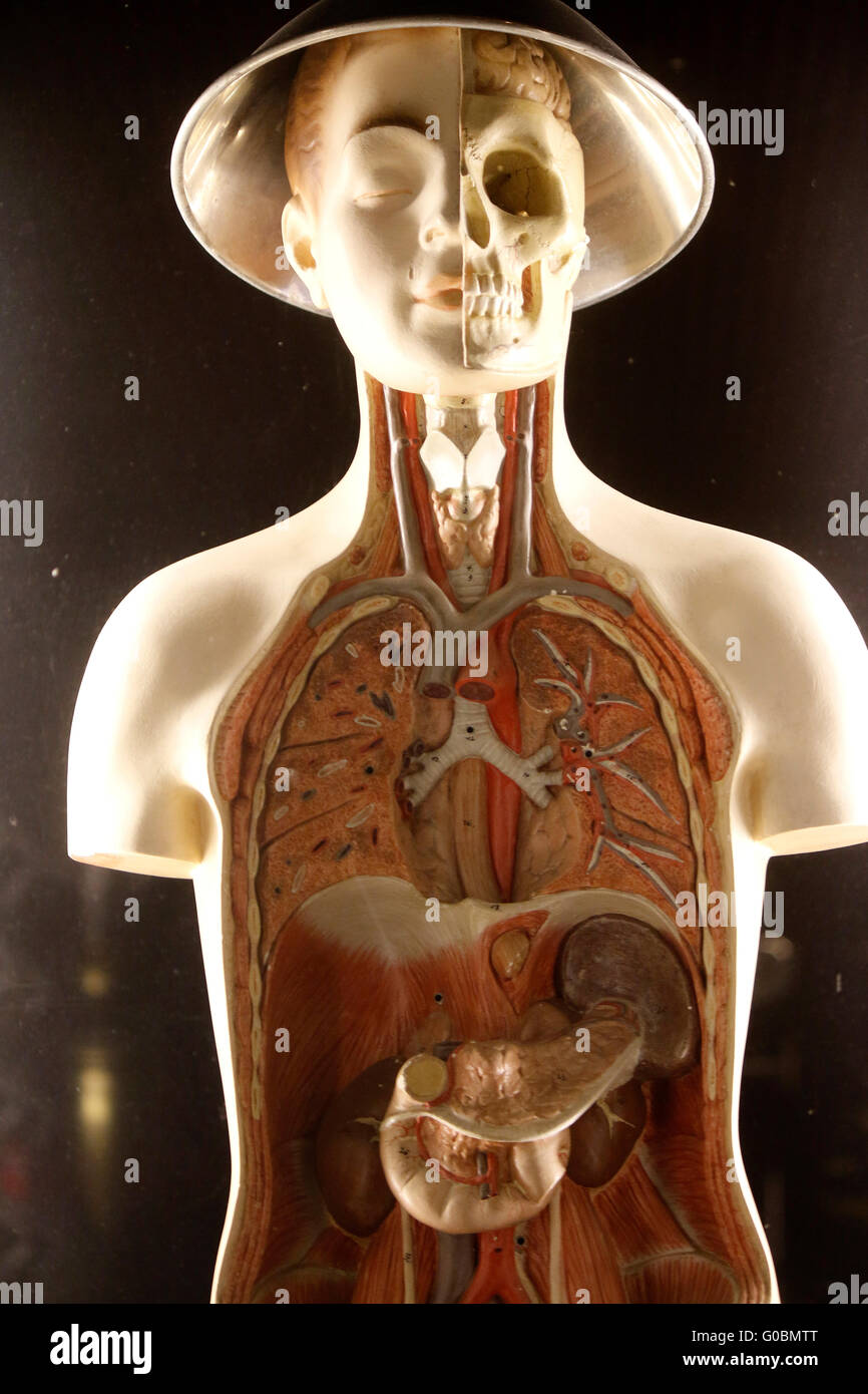 anatomisches Modell eines Menschen, Berlin. Stock Photo