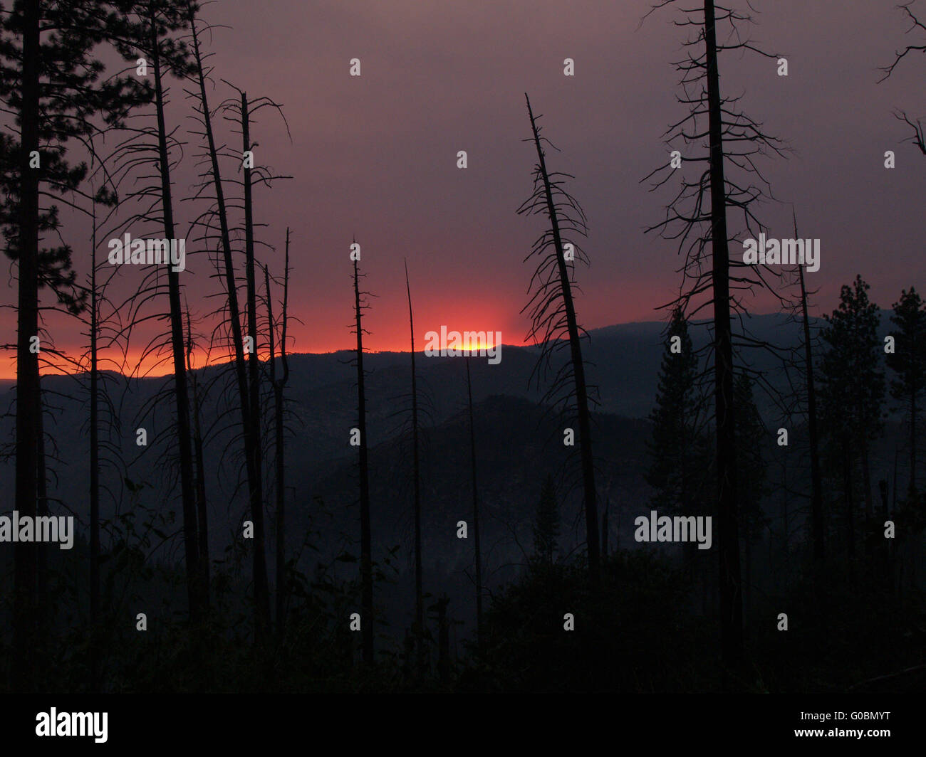 Smoke filled sky from recent fire sunset with burnt trees Stock Photo ...