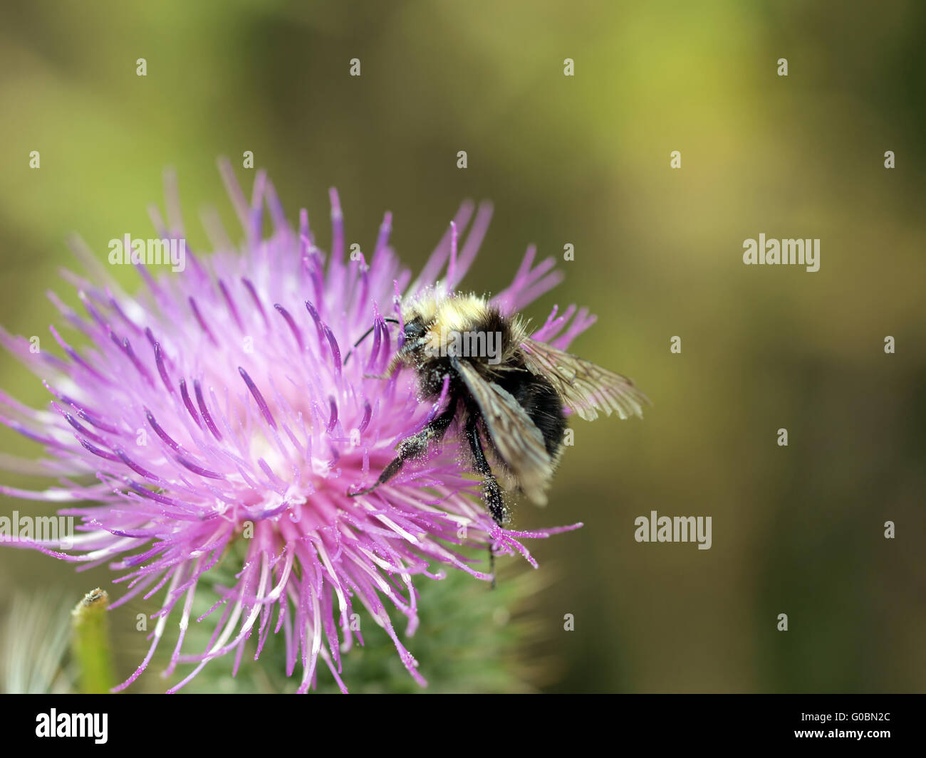 Bee covered in pollen closeup hi-res stock photography and images - Alamy
