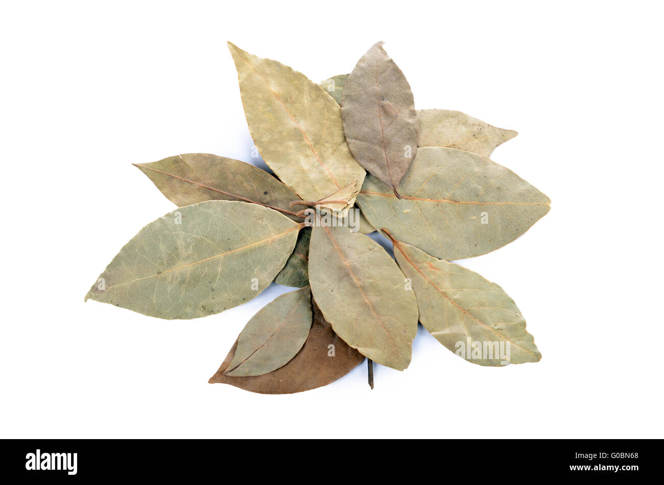 Dry Laurel Leaf Isolated On White Stock Photo Alamy dry-laurel-leaf-isolated-on-white-stock-photo-alamy