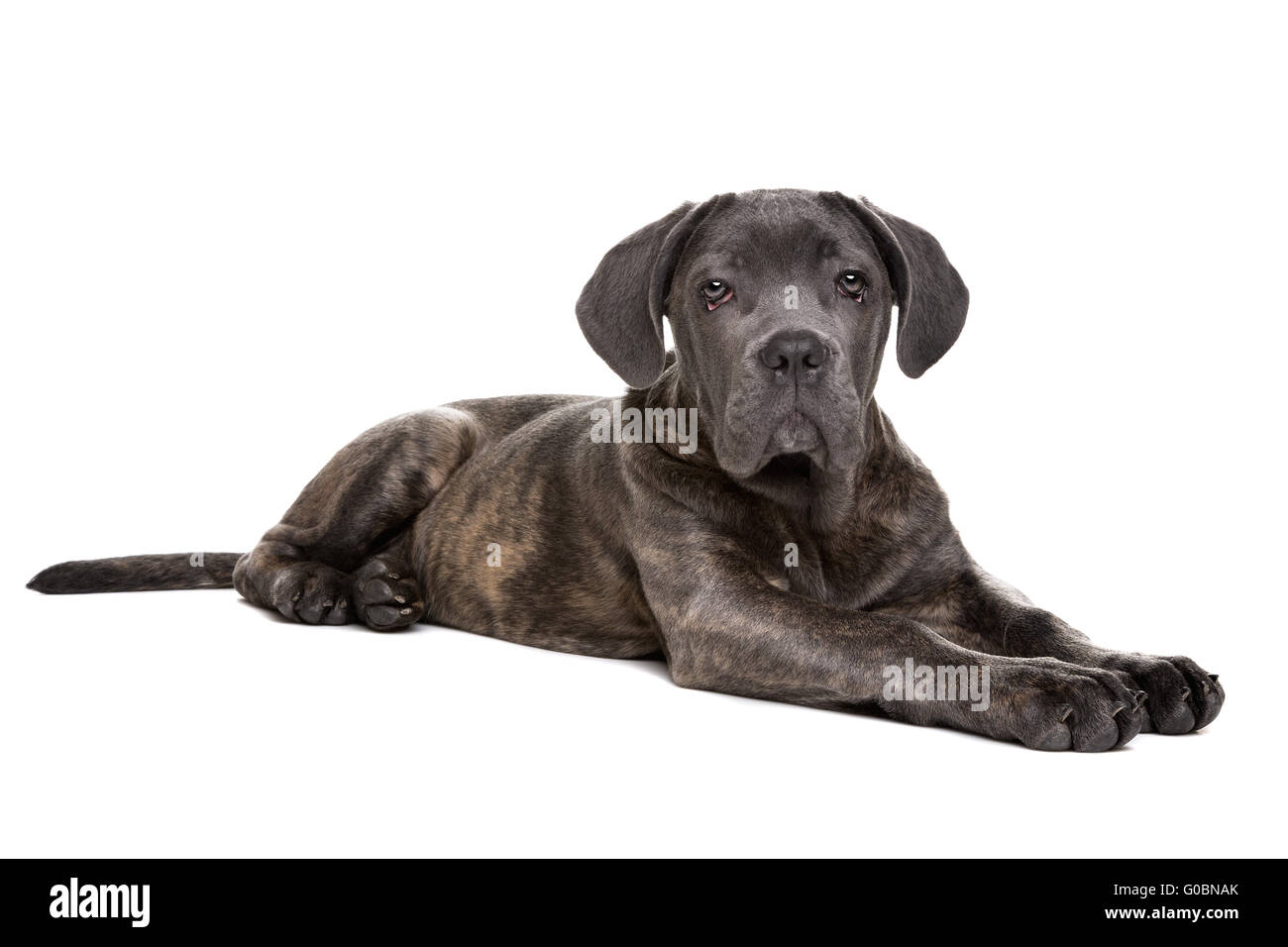 grey cane corso puppy dog Stock Photo