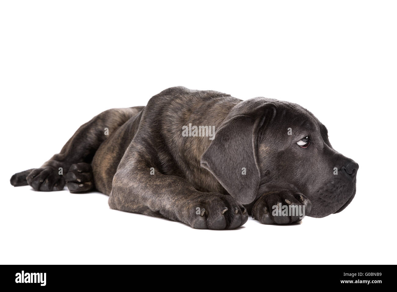 grey cane corso puppy dog Stock Photo