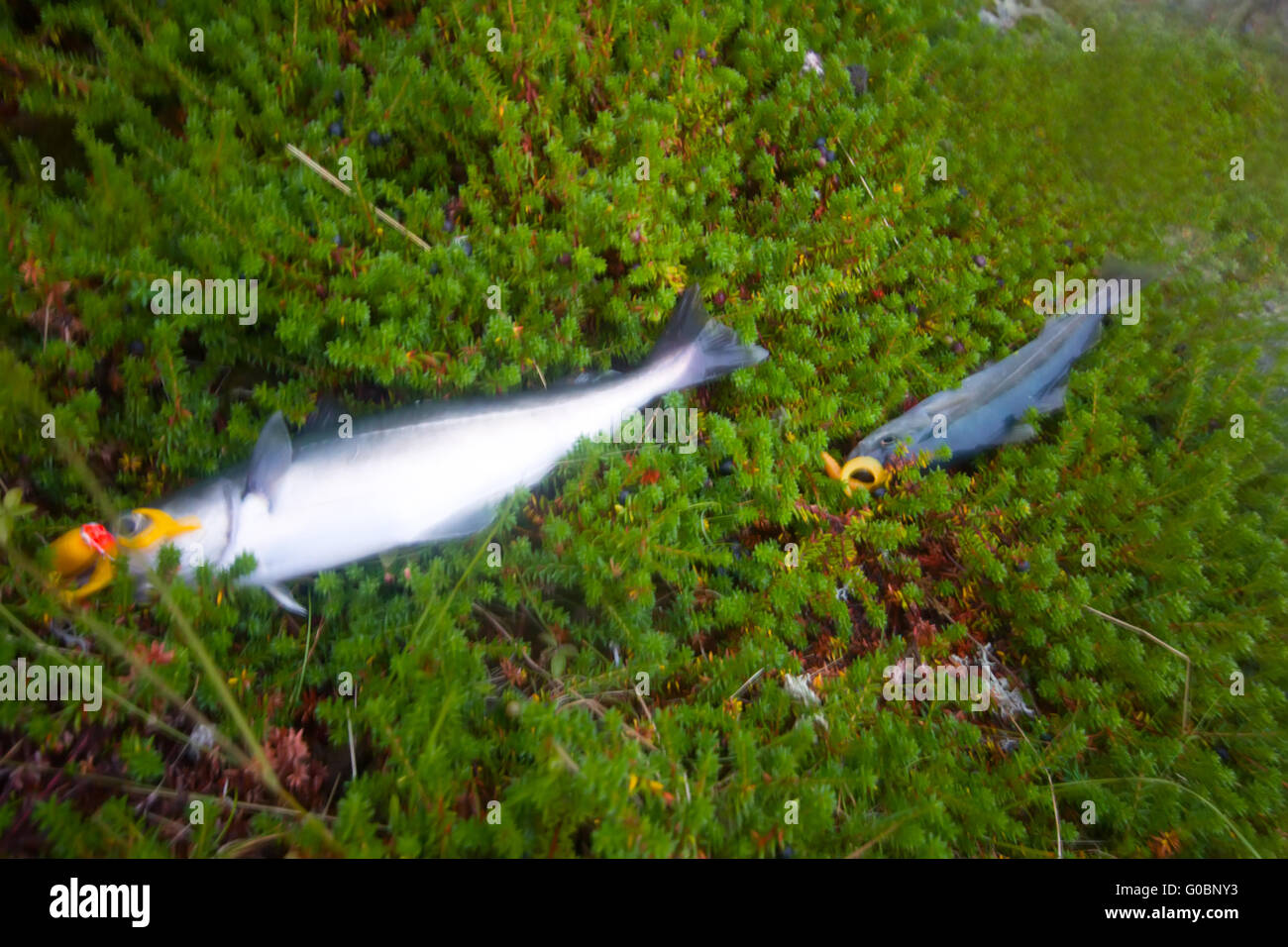 haddock on a rod night sea fishing in Scandinavia Stock Photo Alamy