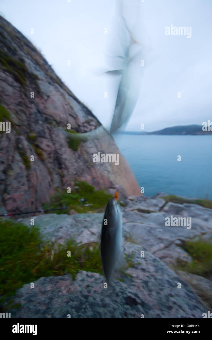 haddock on a rod night sea fishing in Scandinavia Stock Photo Alamy