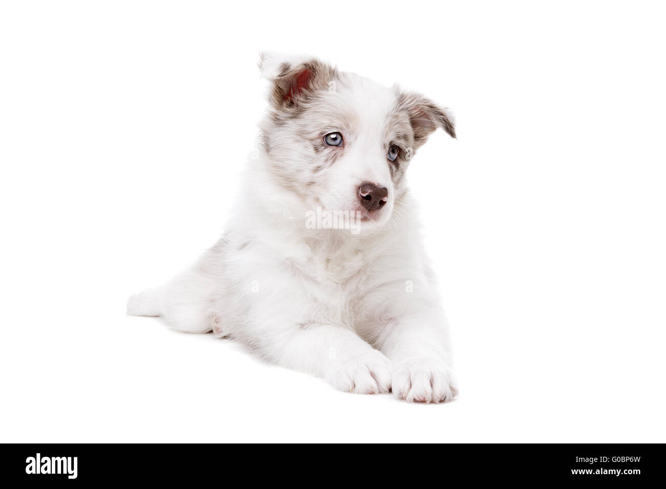 Border Collie puppy dog in front of a white background Stock Photo