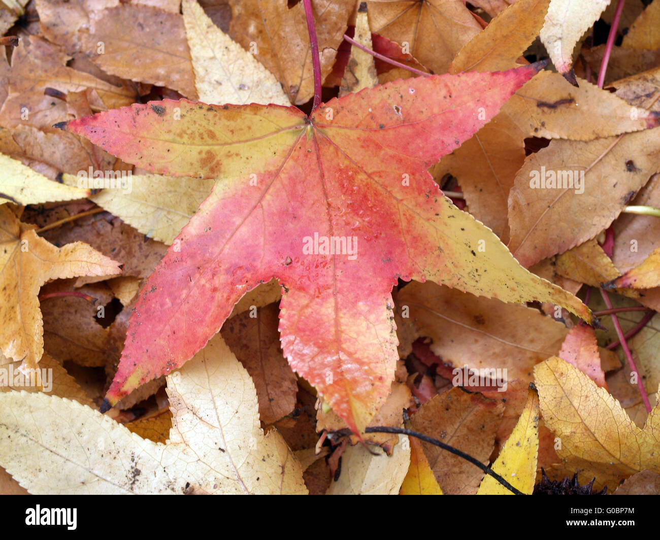red yellow brown wet autumn leaves on ground Stock Photo
