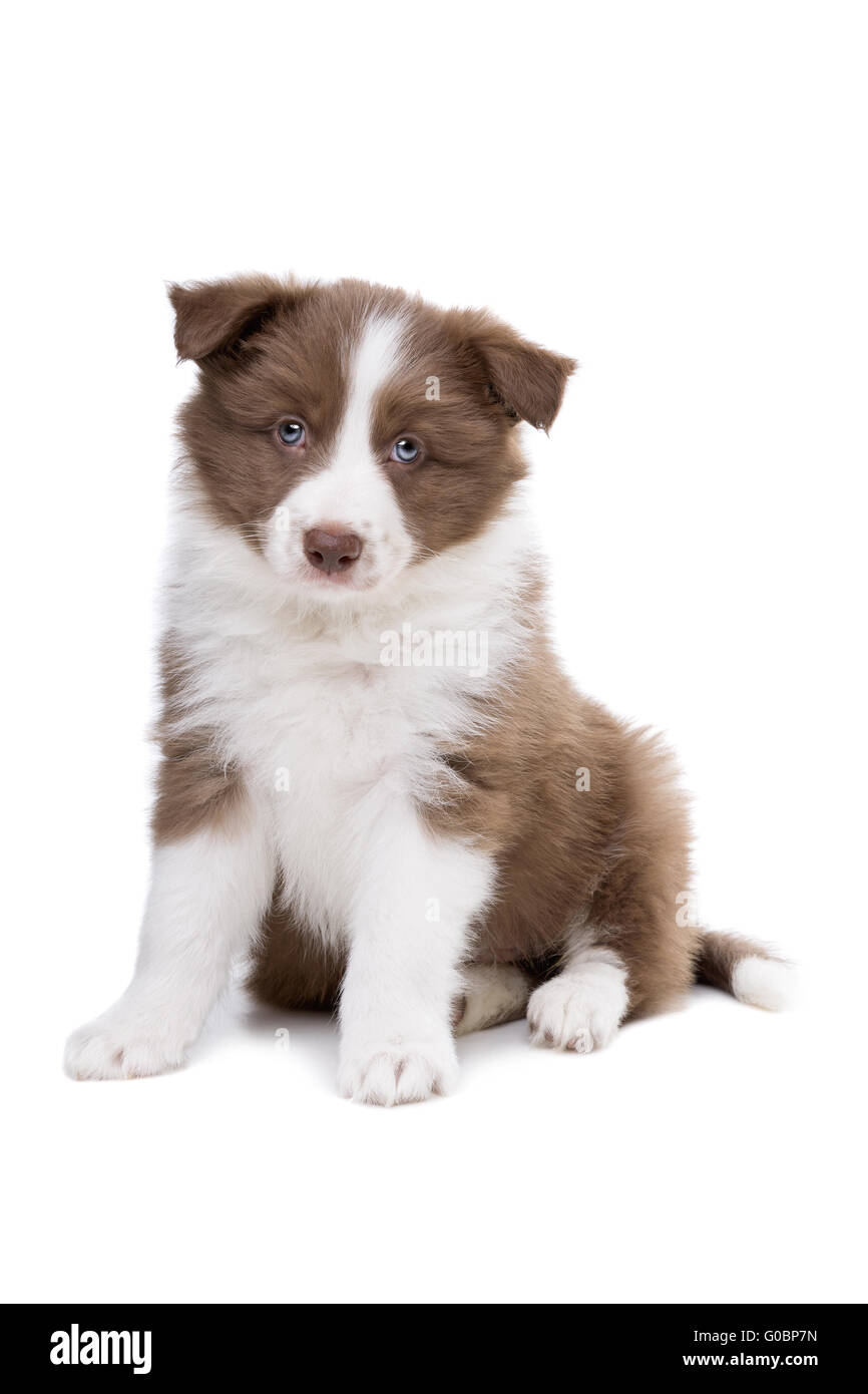 Border Collie puppy dog in front of a white background Stock Photo