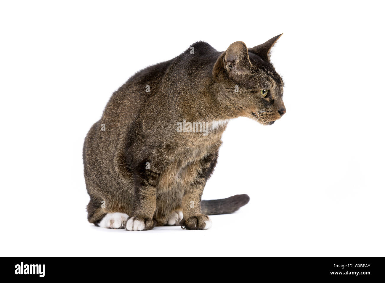 european-shorthair cat Stock Photo