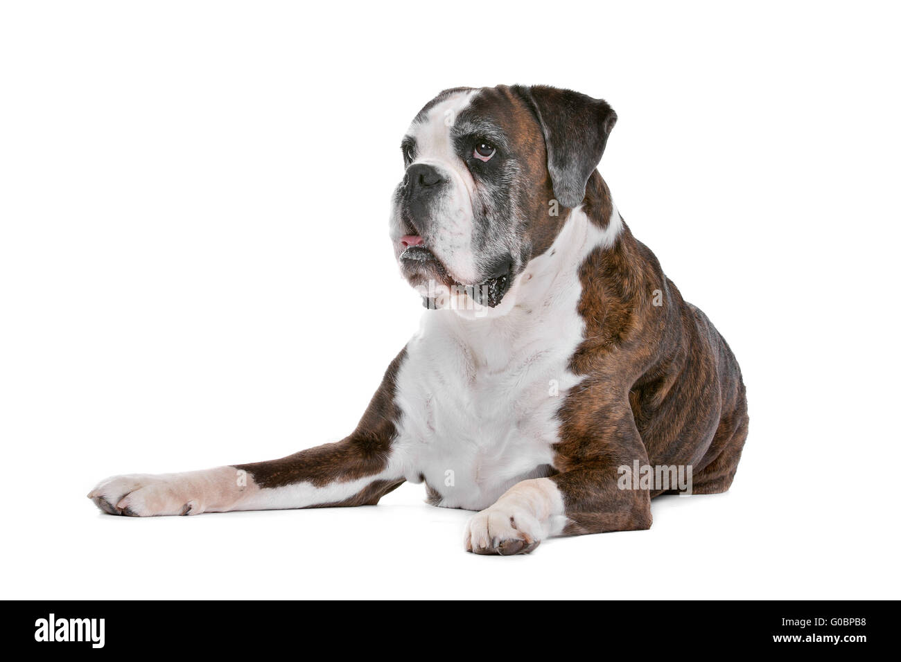 Boxer dog in front of a white background Stock Photo - Alamy