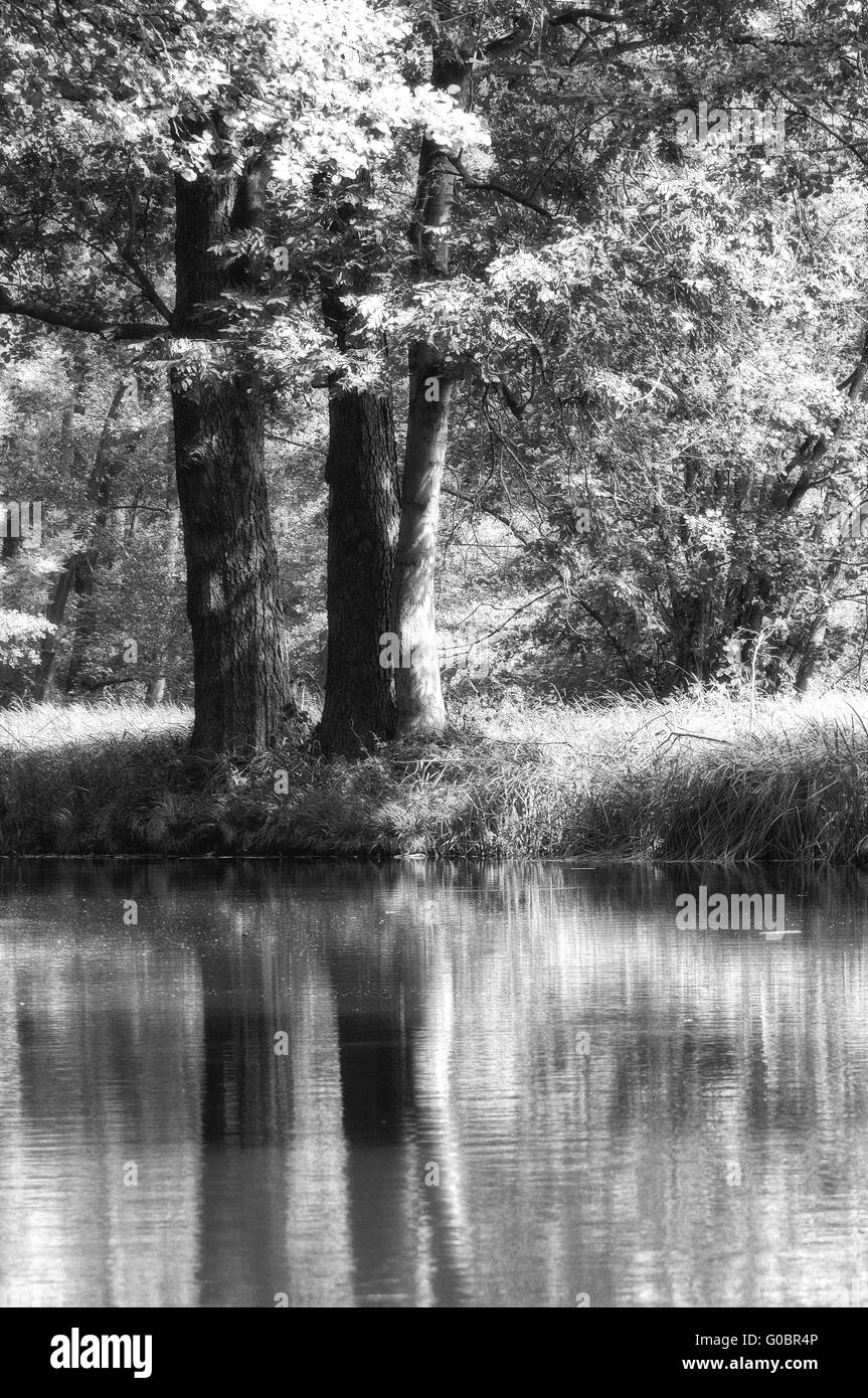 old trees mirrored on water soft black and white Stock Photo