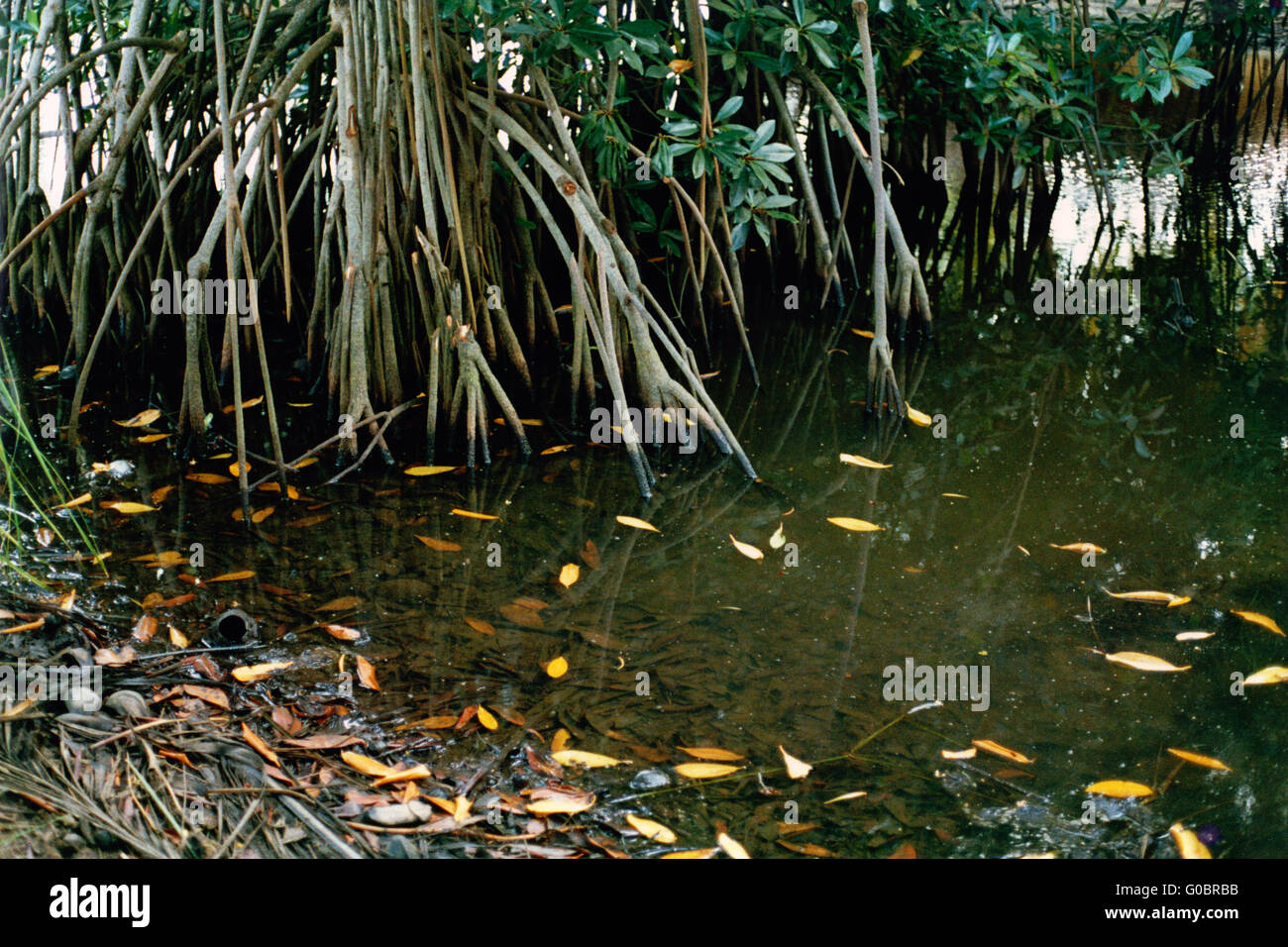 Mangroves Stock Photo