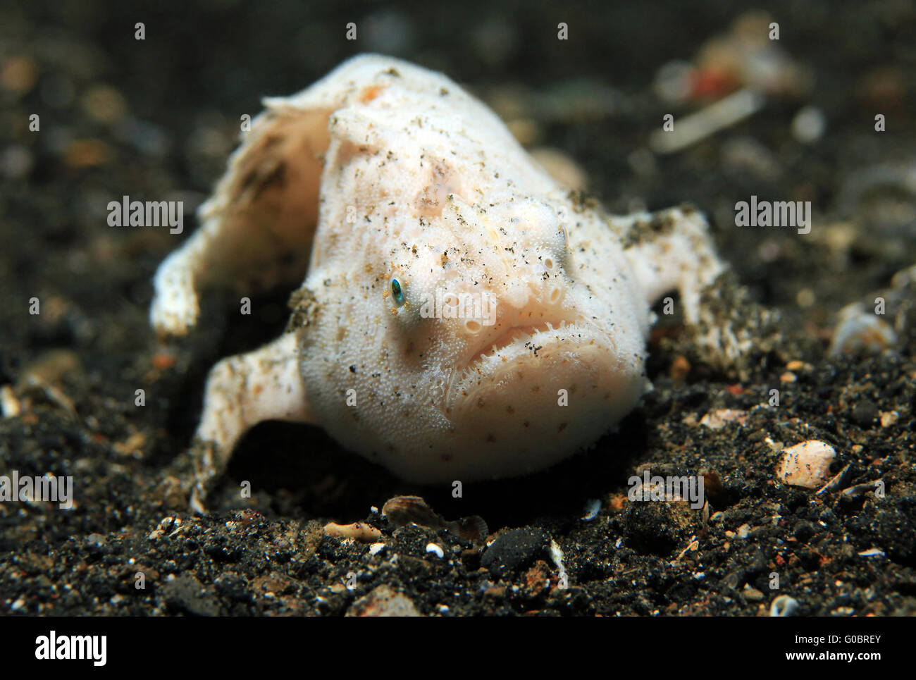 Shaggy Frogfish Stock Photo