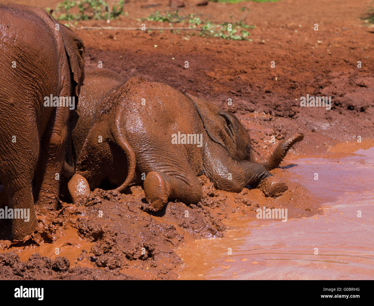A baby elephant falling and rolling around in mud. David Sheldrick Wildlife Trust in Nairobi
