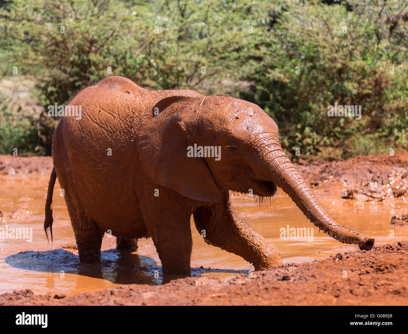 A baby elephant playing and bathing in a mudhole. David Sheldrick