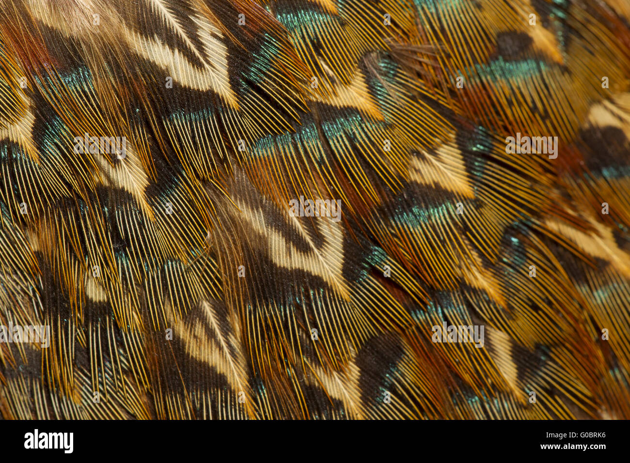 Feather structure - Pheasant Stock Photo