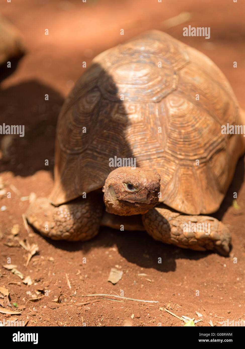 An african turtle looking up at the photographer. Stock Photo