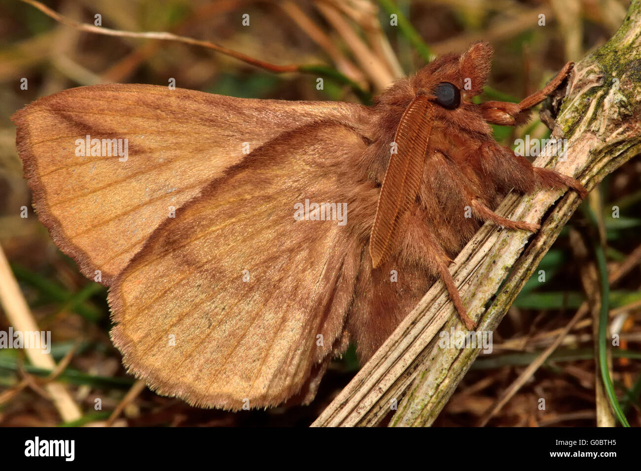 The drinker moth (Euthrix potatoria) with underside visible. Distinctive moth in the family Lasiocampidae, at rest Stock Photo