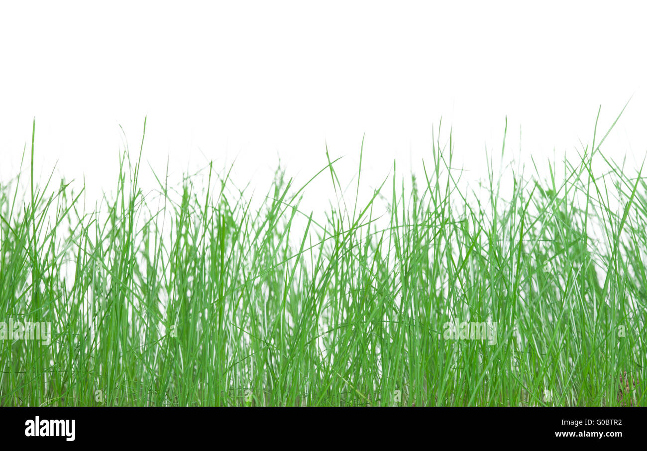 The green grass. Stock Photo