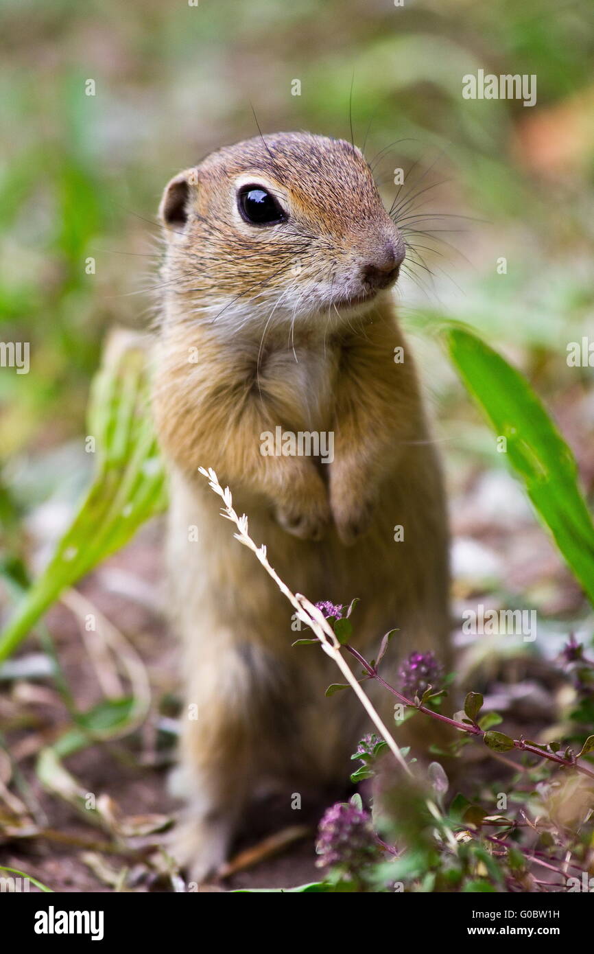 squirrel Stock Photo
