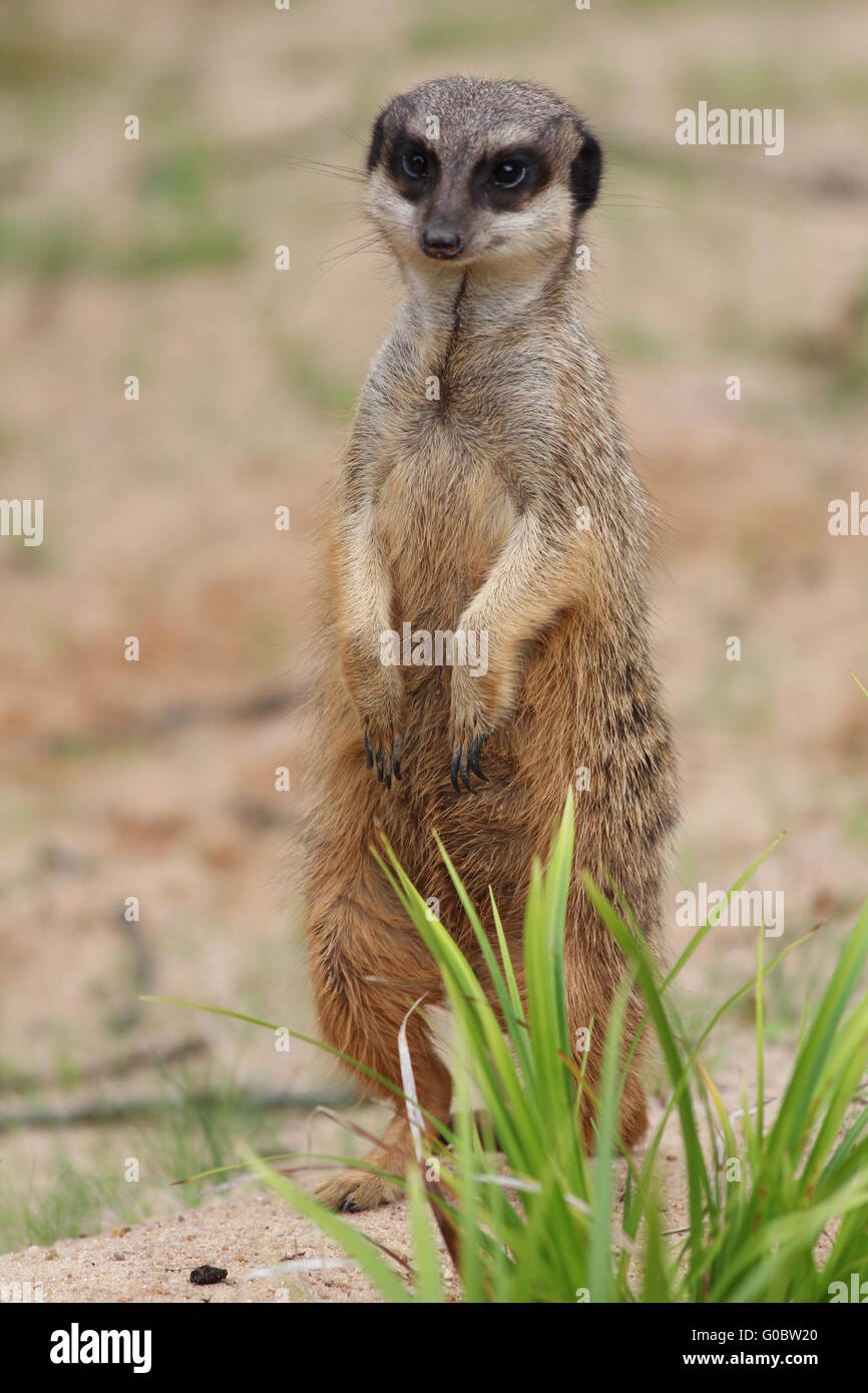 Prairie gopher ziesel hi-res stock photography and images - Alamy