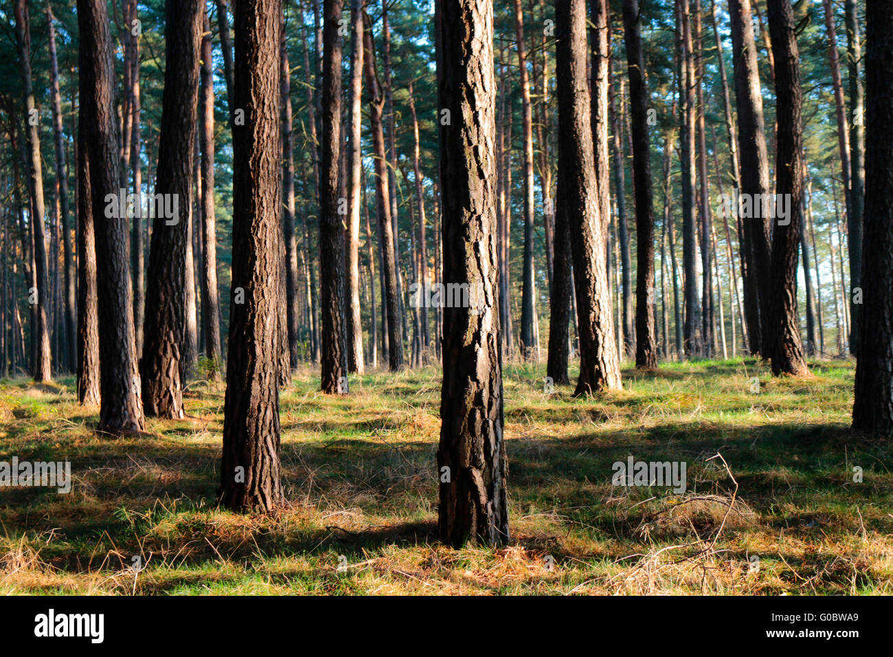 Wald, Holz, Berlin Stock Photo - Alamy