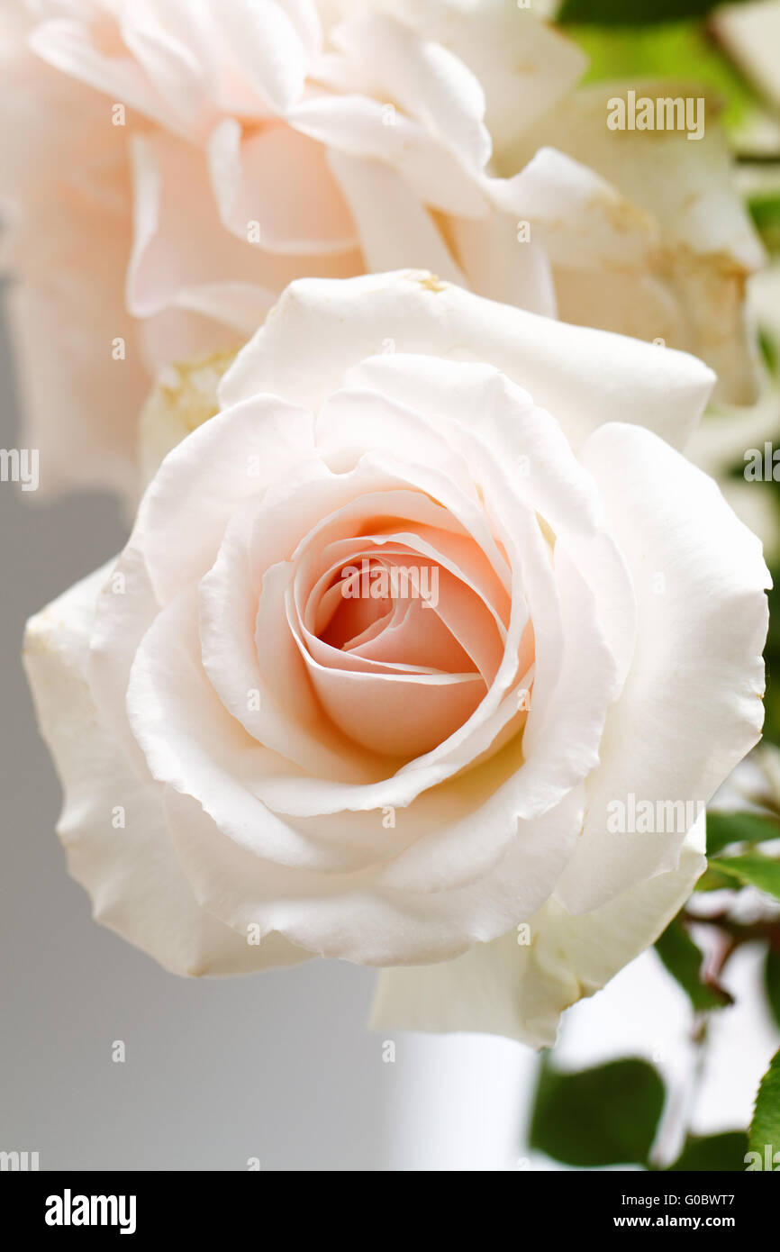 Beautiful bright pink rose blooming in garden Stock Photo - Alamy