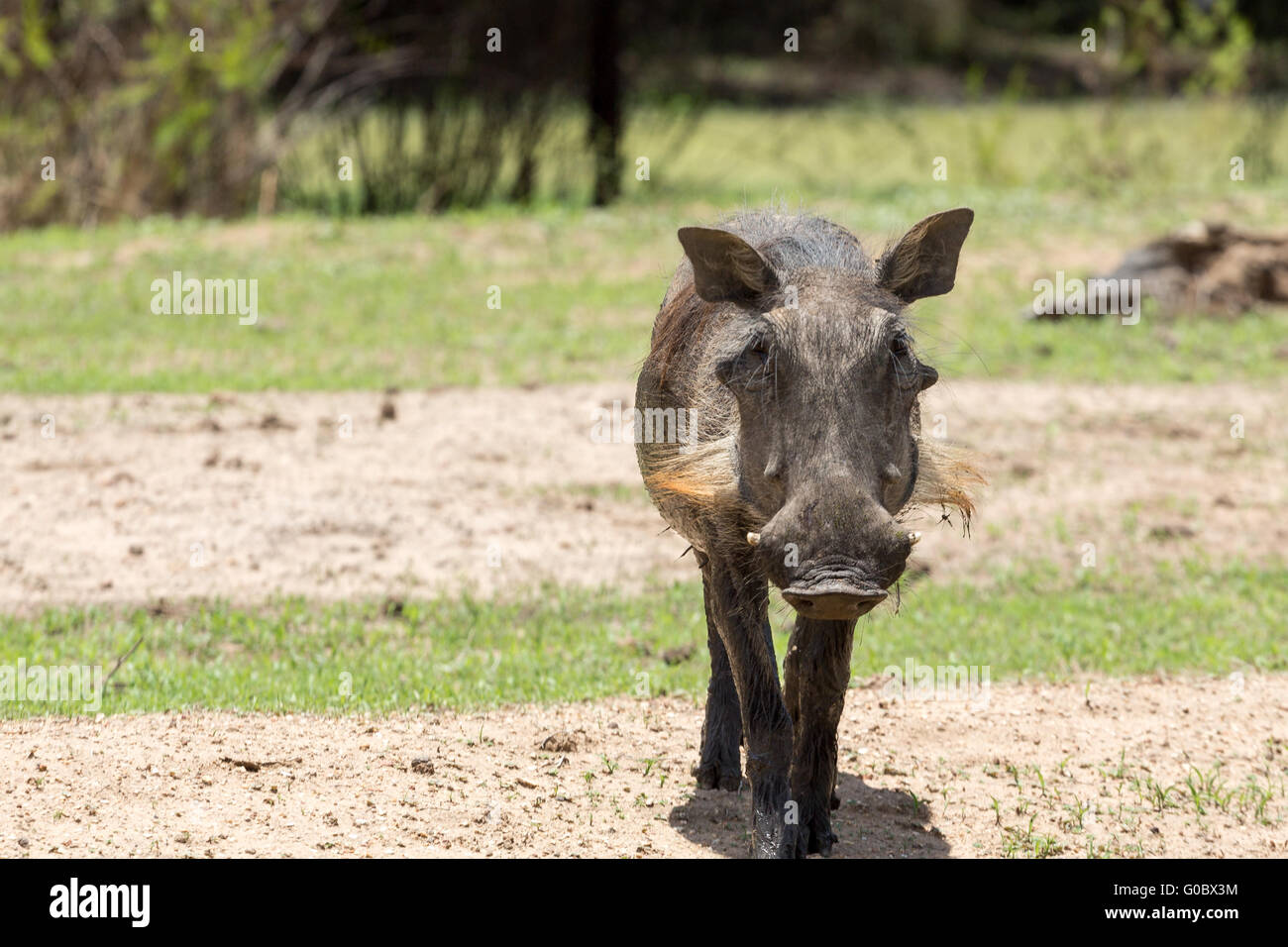 African warthog Stock Photo