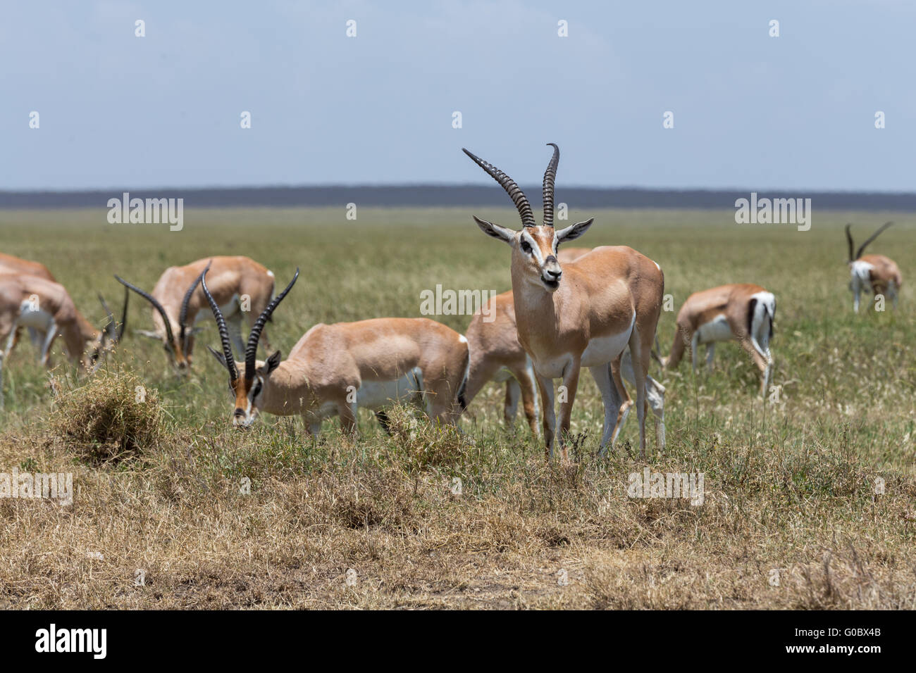 A group of Thomson's gazelles grazing on the open plains of Serengeti ...