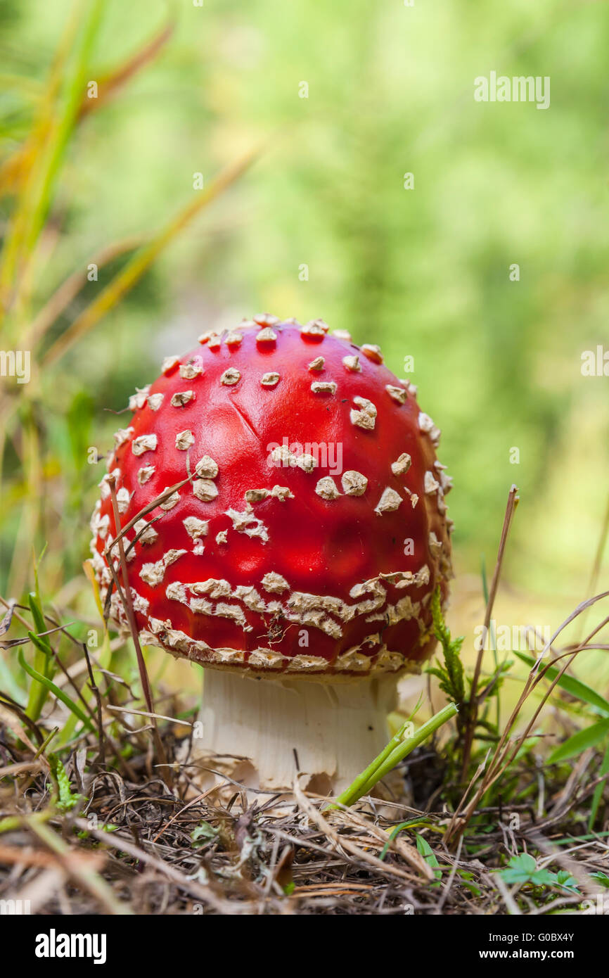 Close up view of a red mushroom forming fungi, Amanitaceae ,probably deadly poisonous Stock Photo