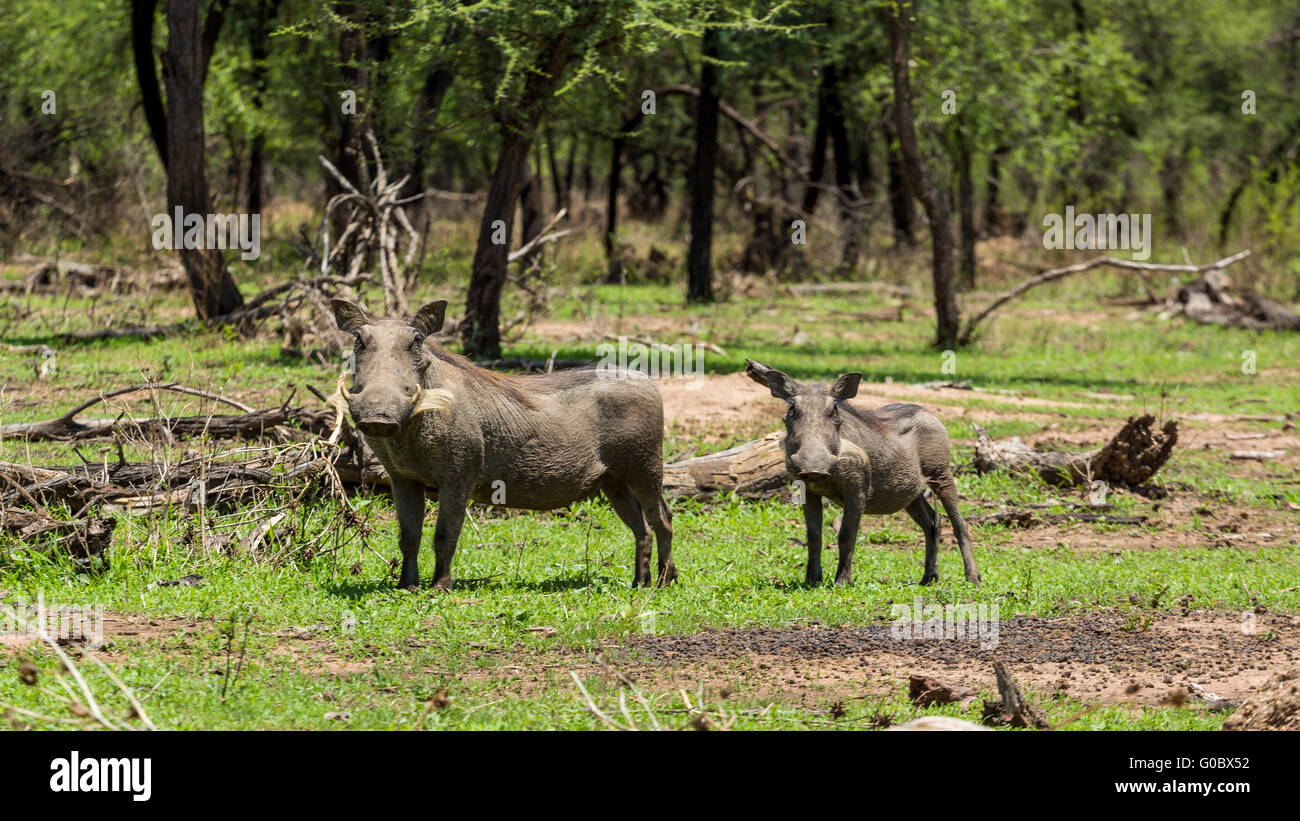 African warthog Stock Photo